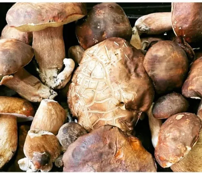 boletus casa ferrer el ronquillo